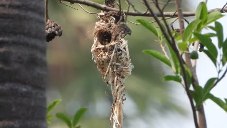 colibrí haciendo nidos para pollitos