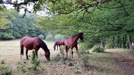 Drei-Pferde-Grasen-Auf-Einer-Von-Wald-Umgebenen-Wiese