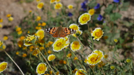 Nahaufnahme-Eines-Farbenfrohen-Distelfalters,-Der-Sich-Im-Frühling-In-Zeitlupe-Von-Nektar-Ernährt-Und-Pollen-Auf-Gelben-Blüten-Sammelt