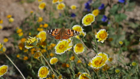 cerca de una mariposa pintada de colores alimentándose de néctar y recogiendo polen de flores amarillas en cámara lenta de primavera
