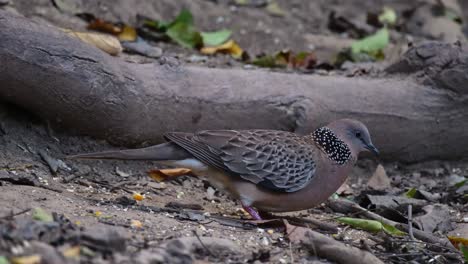 Mirando-Hacia-La-Derecha-Mientras-Busca-Alimento-En-El-Suelo-Mientras-Una-Ardilla-Se-Mueve-De-Izquierda-A-Derecha,-Paloma-Manchada-Oriental-Spilopelia-Chinensis,-Tailandia