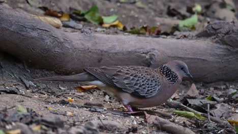 mirando hacia la derecha mientras se alimenta en el suelo mientras una ardilla se mueve de izquierda a derecha, paloma manchada oriental spilopelia chinensis, tailandia