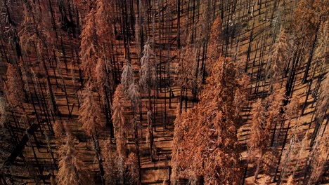 Toma-Aérea-Volando-Sobre-Montañas-Y-árboles-Quemados-Después-De-Un-Incendio-Forestal-Destructivo