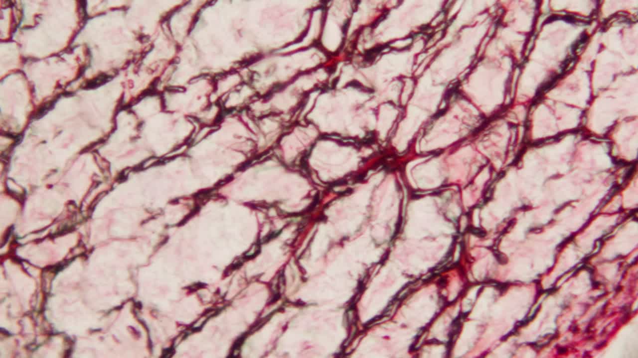 Vista microscópica abstracta de tejido biológico y células