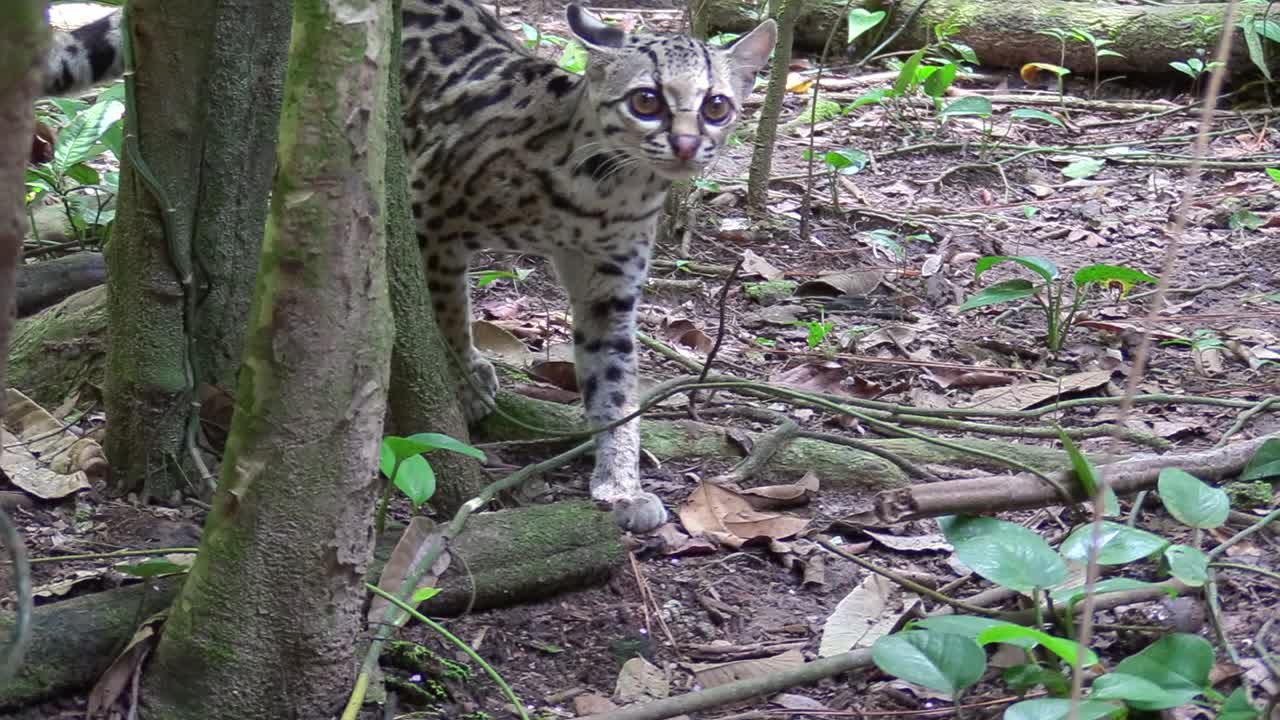 un margay camina por un entorno selvático