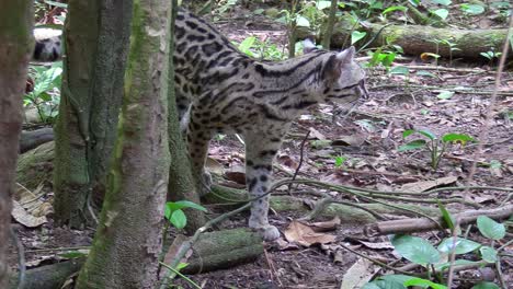 A-margay-walks-through-a-jungle-environment