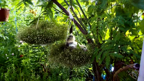 el gatito está durmiendo.