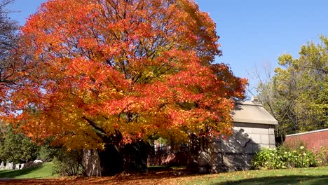 colorful autumn tree in a cemetery 4k