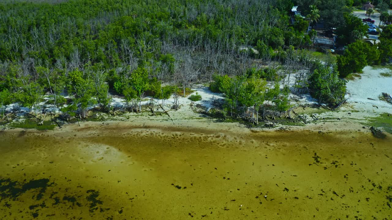 Los manglares crecen densamente a lo largo de la costa arenosa de una zona costera poco profunda y clara de Florida, con algas marinas dispersas y un aparcamiento cercano parcialmente visible entre la vegetación.