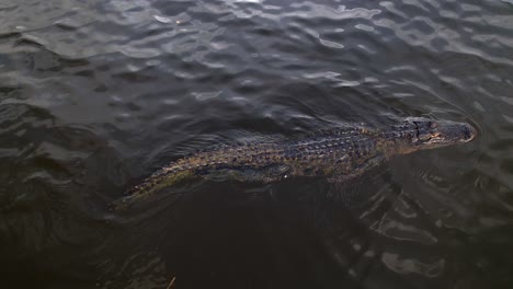 alligator swimming majestic beast top down view amazing