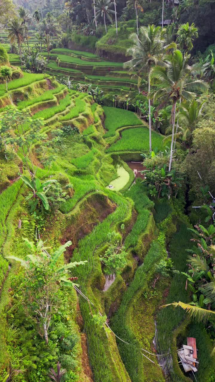 Vertikales Luftbildvideo zeigt Balis Reisterrassen von Tegalalang mit smaragdgrünen Stufen, umrahmt von hohen Palmen und dichter Vegetation, die eine atemberaubende Kultur- und Naturlandschaft bilden.