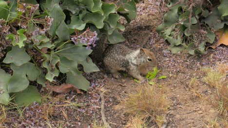 hermosa y linda ardilla pequeña comiendo un aguacate junto a algunas plantas