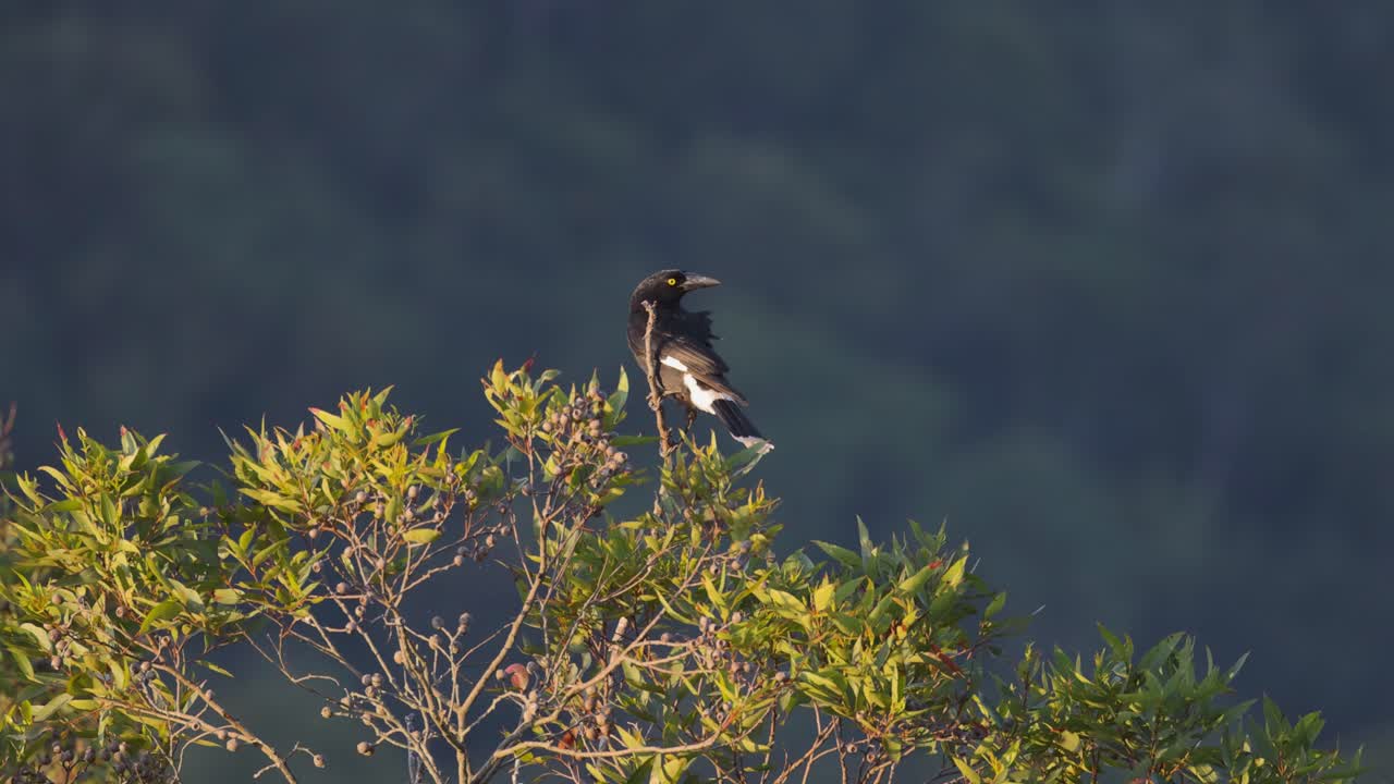 pájaro currawong encaramado en el árbol de eucalipto
