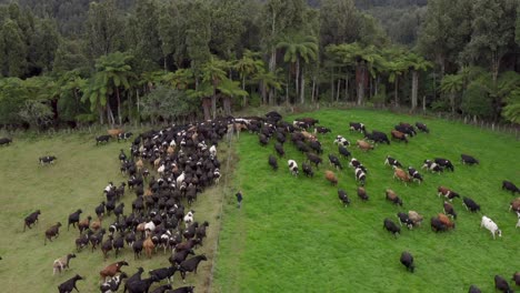 Rebaño-De-Vacas-Corriendo-A-Través-De-La-Puerta-En-La-Valla-A-Nuevos-Pastizales-Frescos