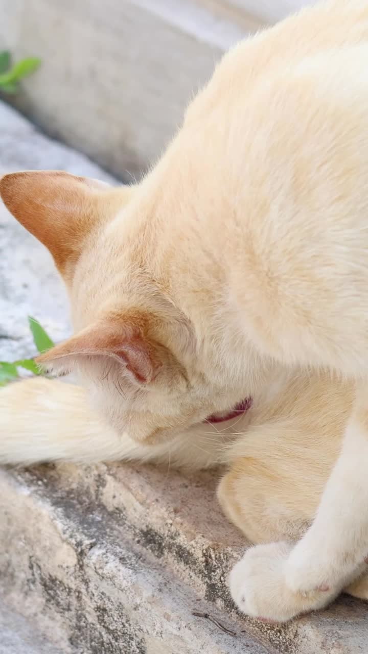 고양이는 새를 맡고 녹색 식물과 상호 작용합니다.