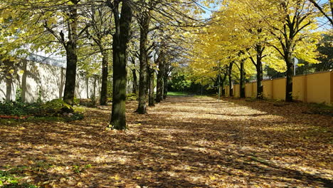 still shot of bright yellow autumn leaves falling on a walking path