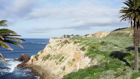 toma aérea volando a través de 2 grandes palmeras sobre la costa de palos verdes con el océano pacífico y el faro de punto vicente en segundo plano