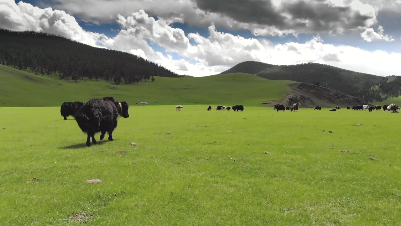 Mandria di yak al pascolo in un verde prato di montagna