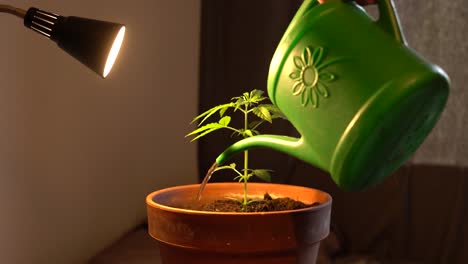 anonymous man maintaining home grown cannabis plant, watering cannabis plant, cultivation