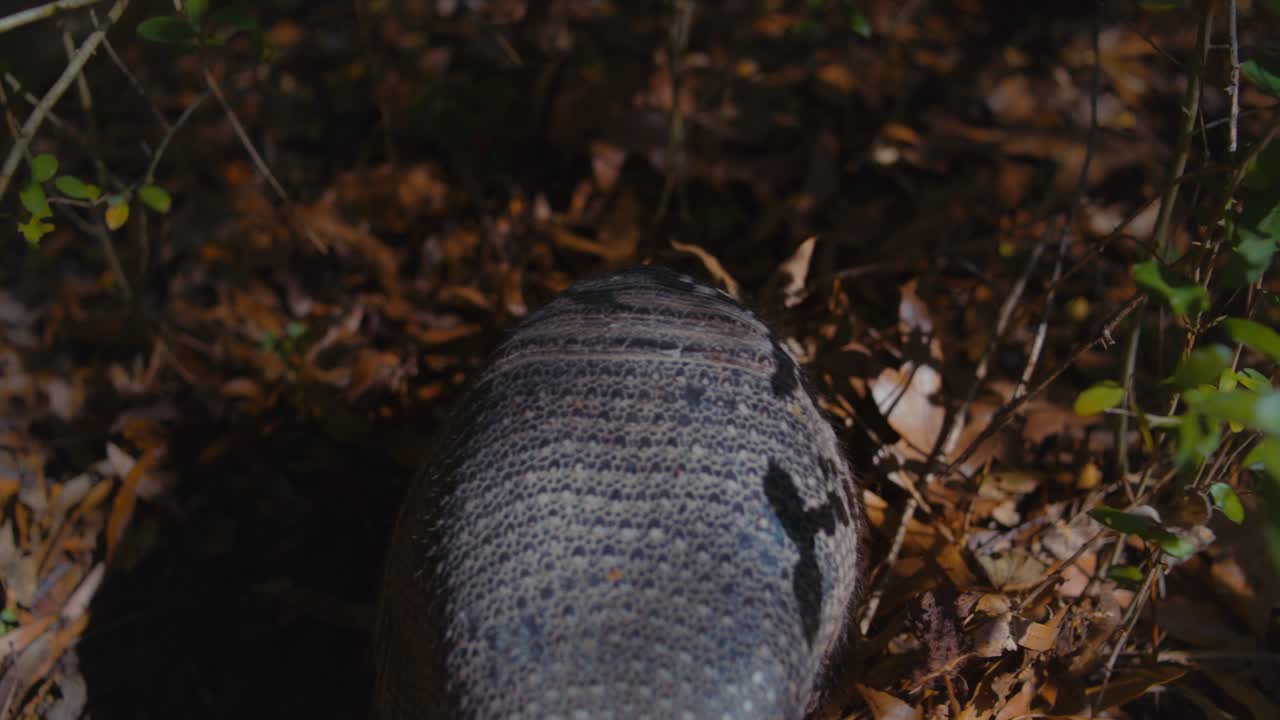 la cola de un armadillo de nueve bandas descansa mientras hurga por la tierra y se va en busca de comida.
