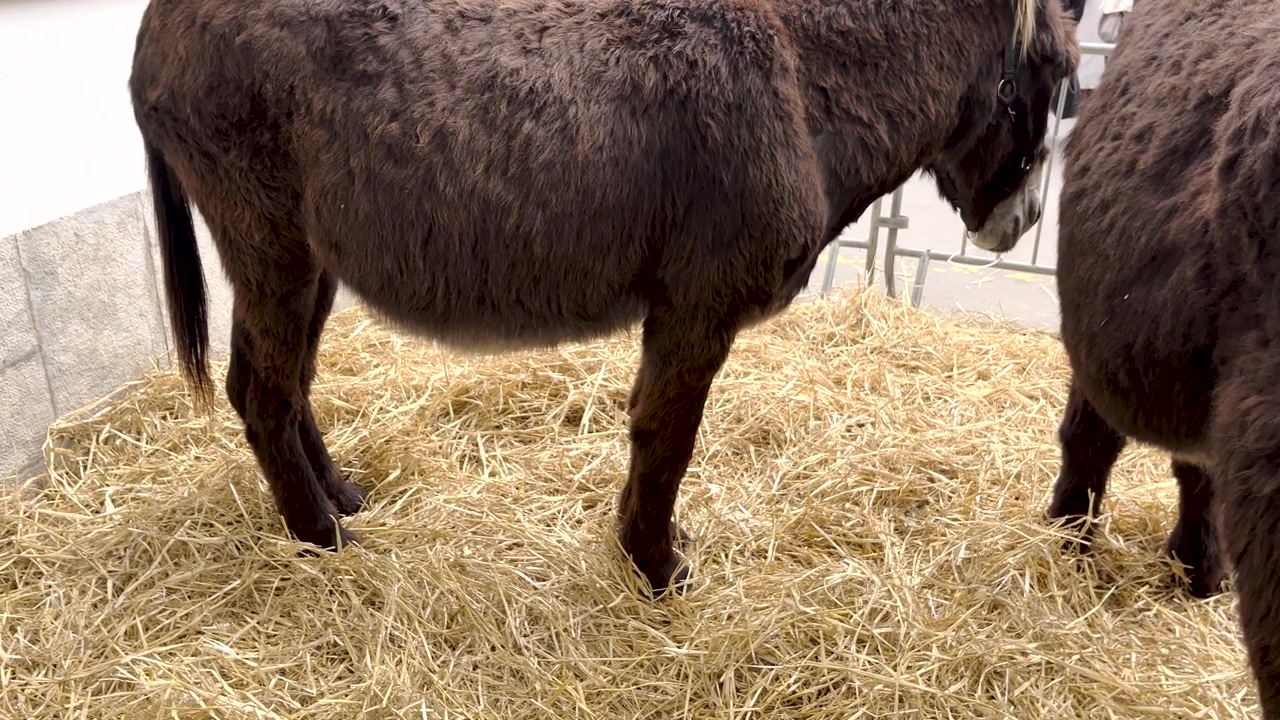 Æsel, husdyr, hestedyr, Equus asinus, brun pels, inde i bur.