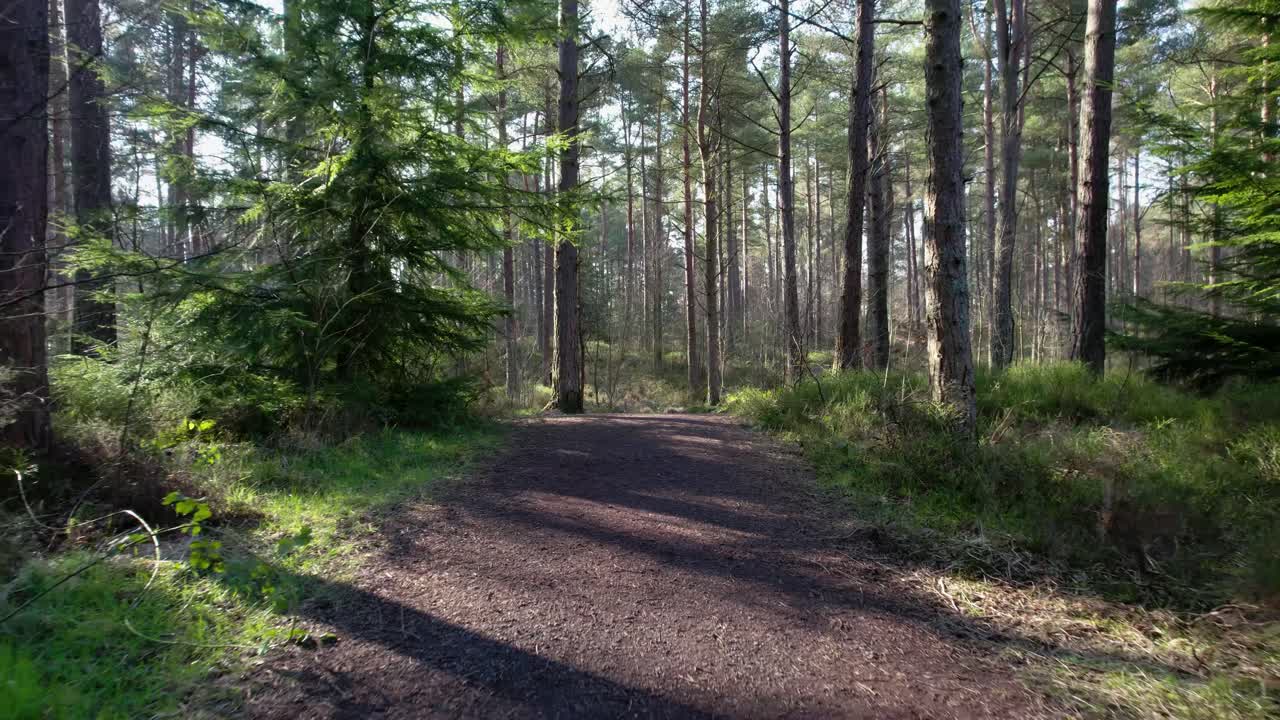 filmati cinematografici di droni aerei che volano all'indietro lungo un sentiero nel bosco circondato da pini silvestri nativi in scozia con luce screziata che illumina lussureggianti piante verdi