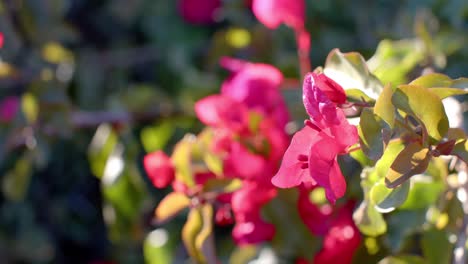 close up of pink flowers with green leaves on sunny day, slow motion