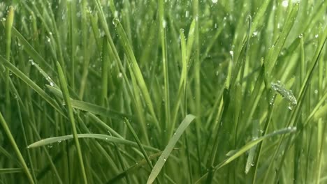 Grünes-Gras,-Regentropfen-In-Nahaufnahme,-Die-Langsam-Auf-Das-Gras-Fallen.