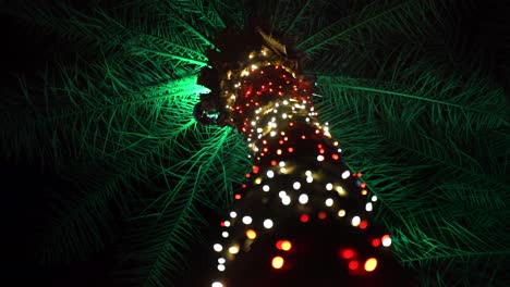 tropical christmas - palm tree decorated as giant candy cane with colorful string lights