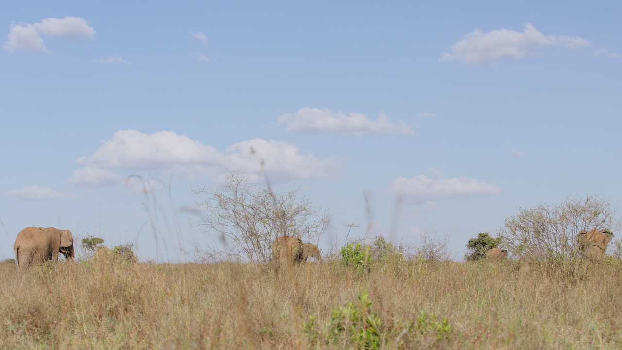 Afrikanske savanneelefanter græsser i Kenya sammen med en kohejre.