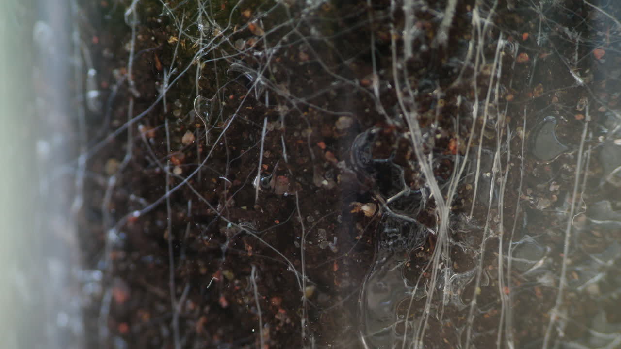 toma macro de agua en el cultivo de raíces de plantas en el suelo