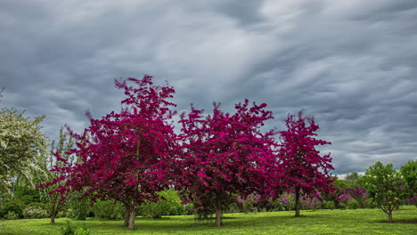 Purple Paulownia tomentosa slowly moving on a cloudy day