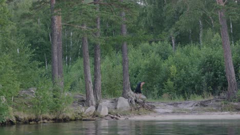 man running along a lakeside path in a forest