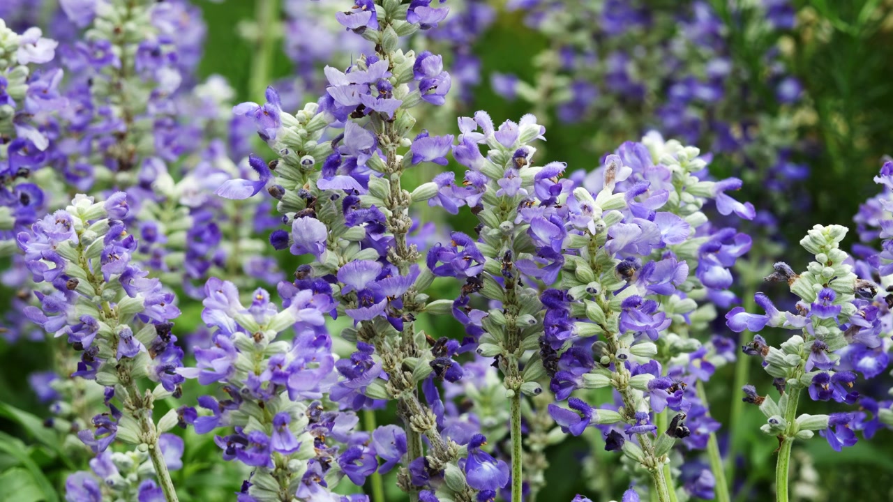 Fiori di salvia viola che crescono nel paesaggio di un parco pubblico nel centro di Shanghai in 4K25p.