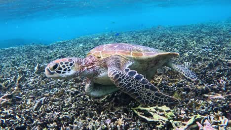 primer plano de la tortuga marina verde nadando bajo el mar azul tropical