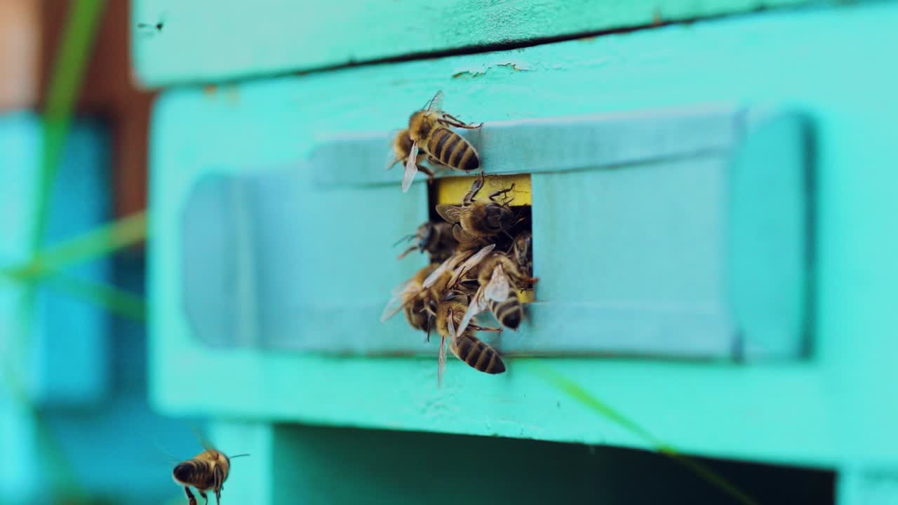 Honey bees swarming and flying around their beehive. Bee footage for honey production and bee research. Slow Motion.
