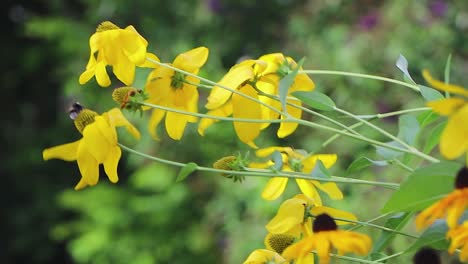 flowers blowing in the wind while a bee is gathering pollen from them