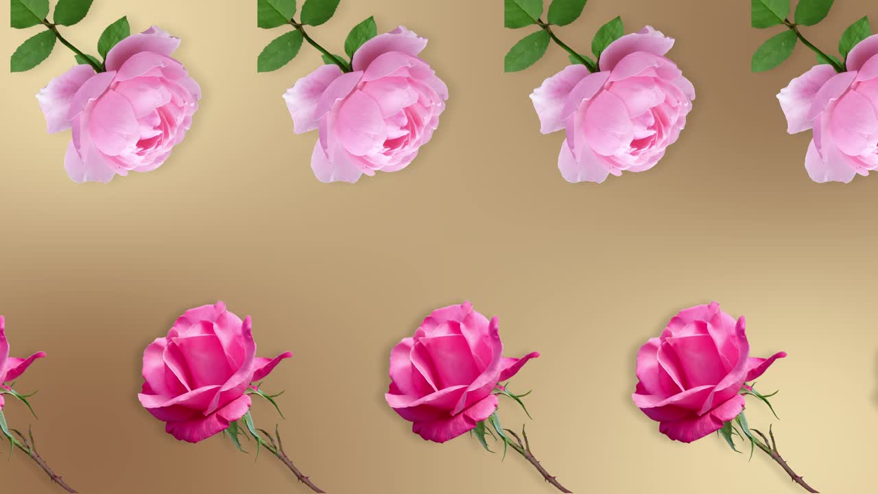 dos líneas con muchas flores de rosa animadas en diferentes direcciones en un fondo beige natural. plantilla romántica el concepto del día de san valentín, bodas, cumpleaños y otras fiestas
