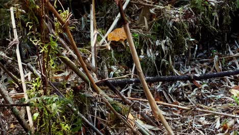 Loica-fluttering-in-the-middle-of-a-forest-in-tepuhueico-park,-Chiloé,-Chile