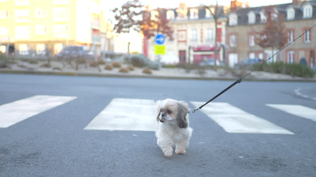 Beautiful white - brown shih tzu walking on a concrete road facing the ...