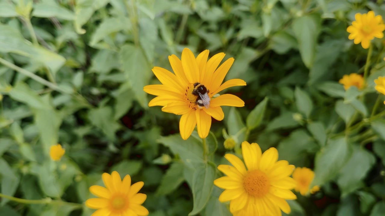 Primo piano di un'ape che si nutre su un fiore giallo brillante tra il fogliame verde, catturando l'impollinazione, la biodiversità e un sano ecosistema da giardino in estate.