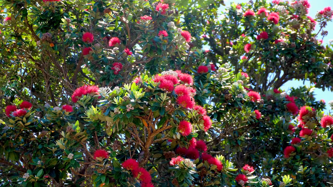Beautiful New Zealand Christmas Tree Pōhutukawa with red flower blooming in summer in capital city of Wellington NZ Aotearoa