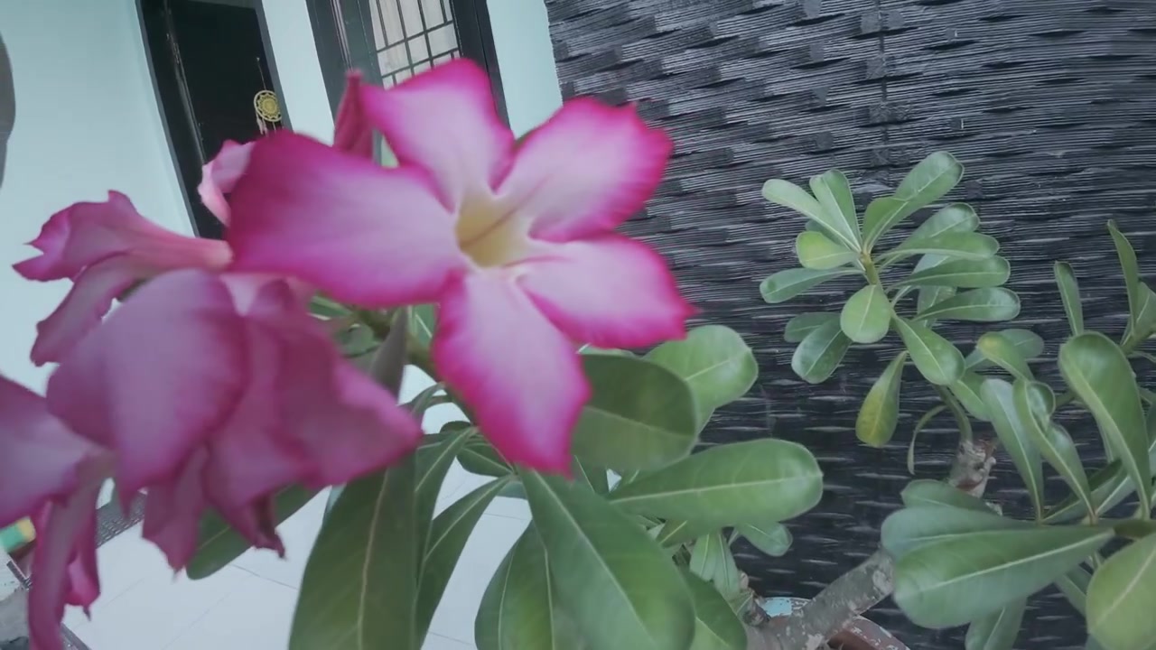 Fiore di Adenium rosa in fiore in vaso.