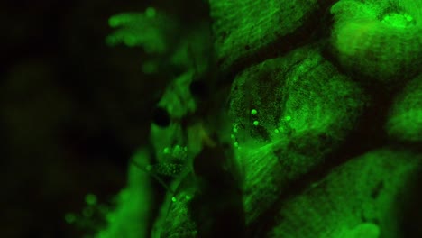 Fluorescent-coral-polyps-glowing-in-green-colour-and-a-shrimp-close-up-walking-over-corals