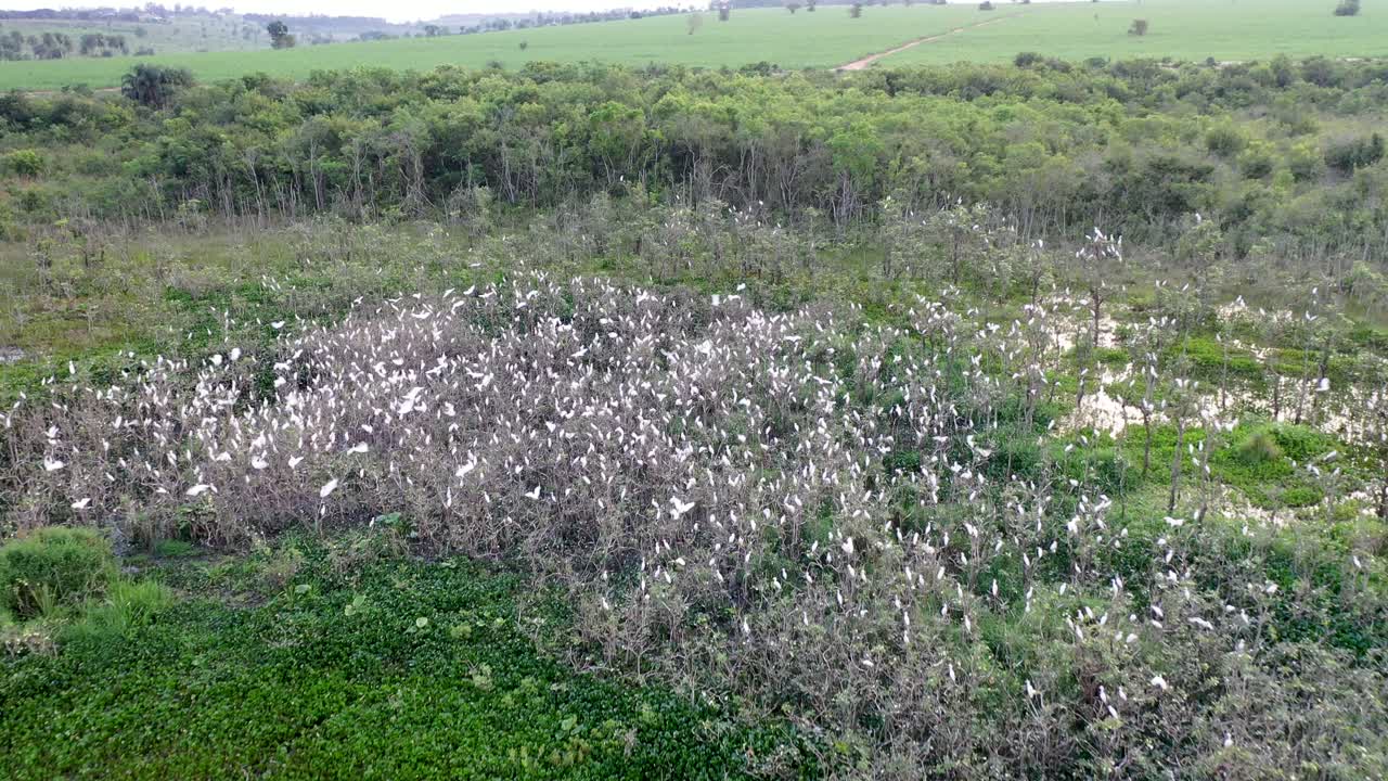 기숙사, 새, 야생 동물에 있는 왜가리 무리의 드론 보기