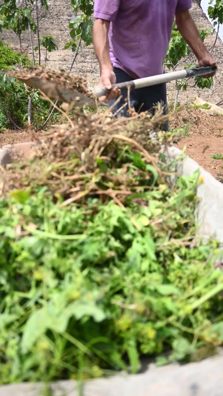Man Working in the Field with a Wheelbarrow Full of Herbs