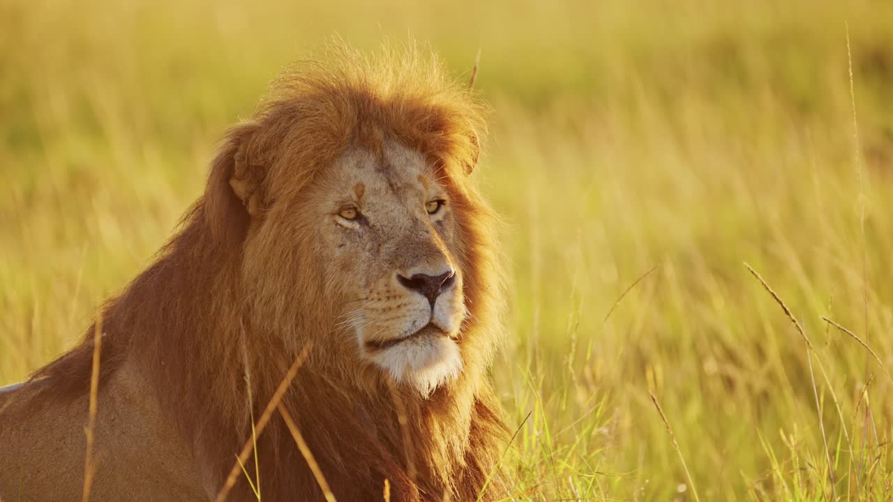 león macho, animal salvaje africano en la reserva nacional de masai mara en kenia, áfrica safari en la reserva de masai mara norte, hermoso impresionante majestuoso retrato de rostro en primer plano en la dramática luz del sol