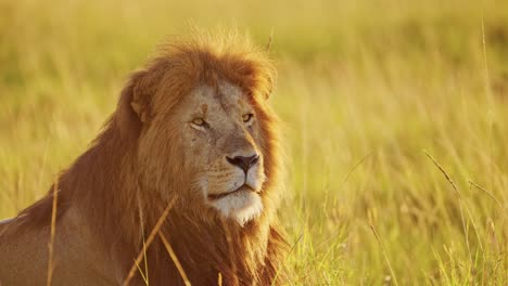male lion, african wildlife animal in masai mara national reserve in kenya, africa safari in maasai mara north conservancy, beautiful impressive majestic close up face portrait in dramatic sun light