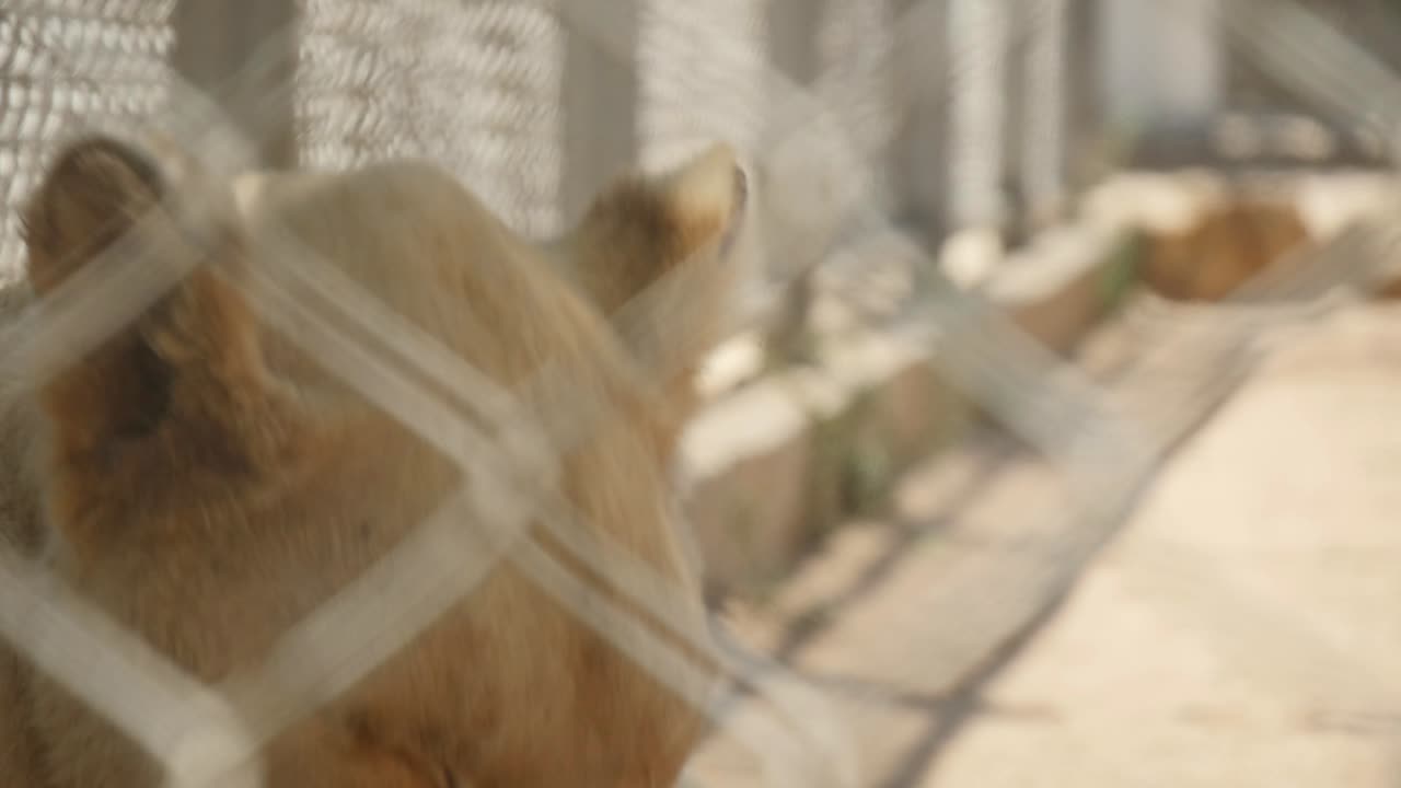 крупный план львицы, пытающейся стряхнуть мух, отдыхая в тени в солнечный день в зоопарке