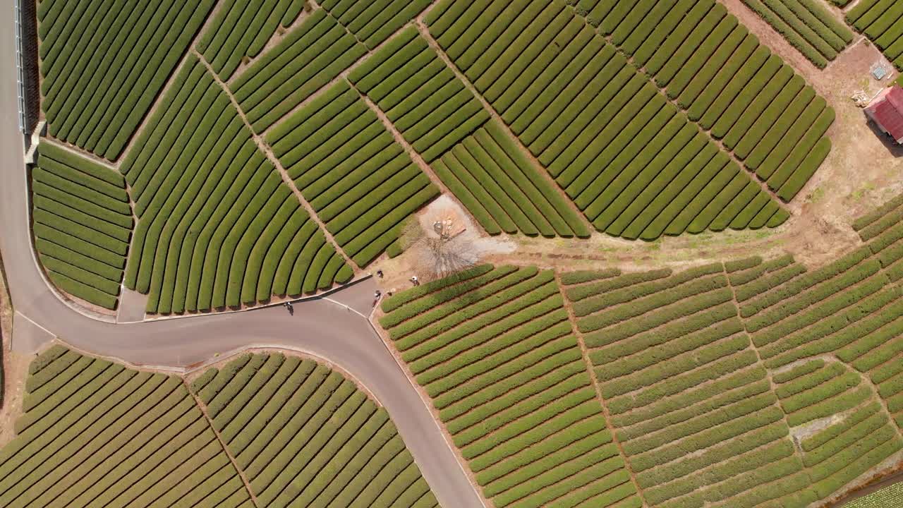 Lenta ripresa aerea in rotazione e discesa sopra i campi di tè verde in Giappone.